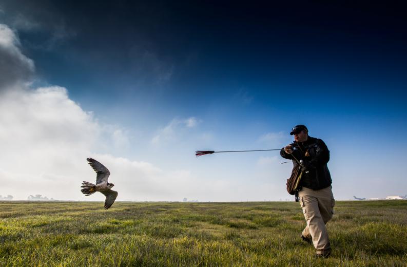 To prevent accidents and clear the birds, the base has called in security reinforcements of a different sort: falcons. “Birds will reroute entire migratory paths to avoid predators,” says Abatement Specialist Brian Goodrich Camp, and that’s exactly what they’ve done at Travis. To prevent accidents and clear the birds, the base has called in security reinforcements of a different sort: falcons. “Birds will reroute entire migratory paths to avoid predators,” says Abatement Specialist Brian Goodrich Camp, and that’s exactly what they’ve done at Travis.