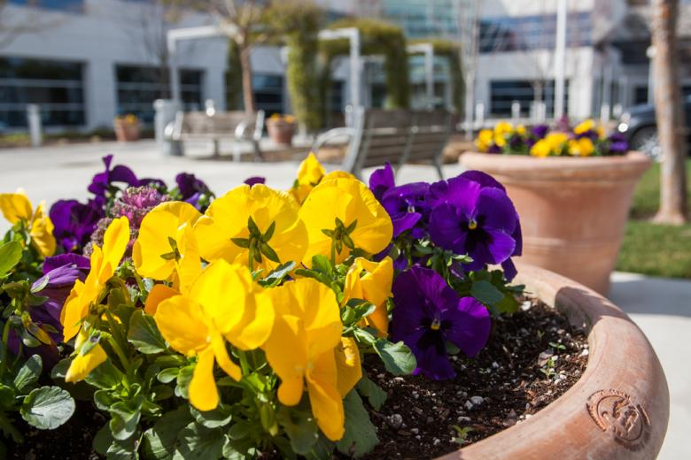 The new flora offers consistent foliage year-round, and the addition of bark and mulch as groundcover helps retain moisture and soil nutrients, reducing the amount of water needed and keeping the plants nourished and healthy.
For leasing information, contact: Adam Nelson at CB Richard Ellis 916.446.8777 | adam.nelson@cbre.com. Landscaping: Carson Landscape Industries The new flora offers consistent foliage year-round, and the addition of bark and mulch as groundcover helps retain moisture and soil nutrients, reducing the amount of water needed and keeping the plants nourished and healthy.
For leasing information, contact: Adam Nelson at CB Richard Ellis 916.446.8777 | adam.nelson@cbre.com. Landscaping: Carson Landscape Industries