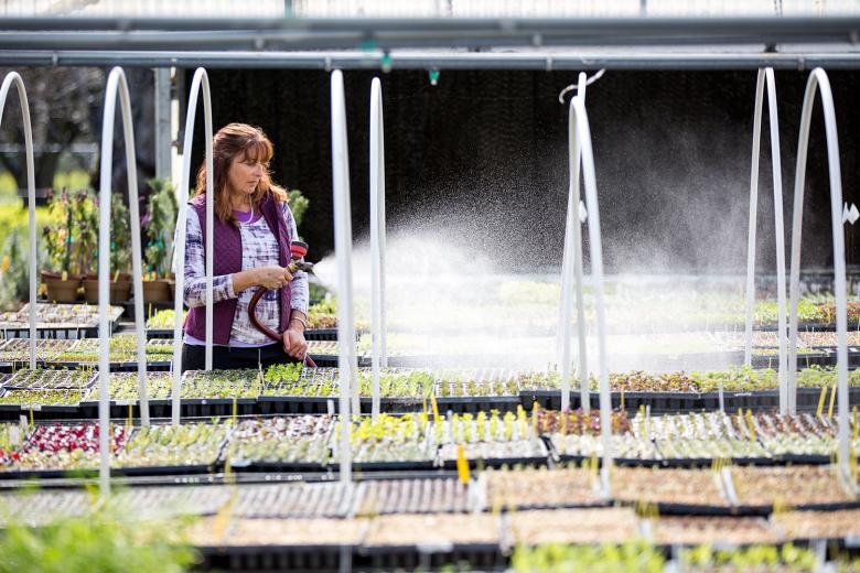 In the months leading up to busy season at Morningsun Herb Farm in Vacaville, which runs from spring through the end of summer, co-owner Rose Loveall must manually water the seedlings and cuttings in her greenhouses every two hours due to their different stages of growth. In the months leading up to busy season at Morningsun Herb Farm in Vacaville, which runs from spring through the end of summer, co-owner Rose Loveall must manually water the seedlings and cuttings in her greenhouses every two hours due to their different stages of growth.