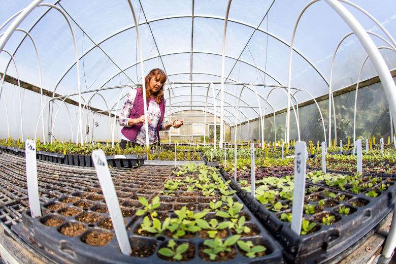 She also goes through weekly to remove any dead leaves or plants. During the rainy season, fungus develops and spreads quickly. She also goes through weekly to remove any dead leaves or plants. During the rainy season, fungus develops and spreads quickly.