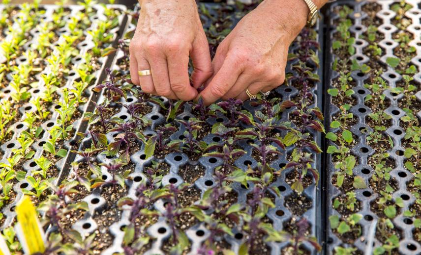 Since Loveall only uses organic sprays at the nursery she runs with her husband, Dan Sale, “Anything I could use to stop the spread is pretty mild,” she says. Since Loveall only uses organic sprays at the nursery she runs with her husband, Dan Sale, “Anything I could use to stop the spread is pretty mild,” she says.