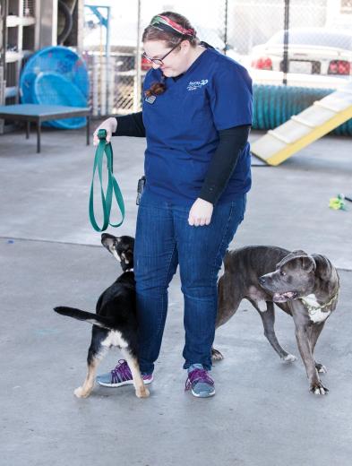 German Shepherd puppy Jersey and pit bull Optimus Prime get acquainted at the Placer SPCA in Roseville, as the puppy learns how to socialize with other dogs through the help of Meghan Oliver, the behavior department coordinator. She says one of her favorite parts of the job is working with shy and timid animals to help them overcome their fears.