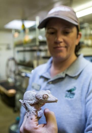 After four years assisting, she applied for a job and is now the zoo’s primary reptile keeper, responsible for the care of about 40 to 50 species of amphibians and reptiles, including dart frogs and this West African dwarf crocodile. “Most of these animals don’t move a lot; they’re ambush predators,” she says. “Knocking on the windows doesn’t help.” After four years assisting, she applied for a job and is now the zoo’s primary reptile keeper, responsible for the care of about 40 to 50 species of amphibians and reptiles, including dart frogs and this West African dwarf crocodile. “Most of these animals don’t move a lot; they’re ambush predators,” she says. “Knocking on the windows doesn’t help.”