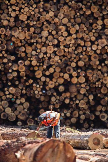 This level of forest management requires a crew of scientists. But determining the value of a log is left to log-scalers like Anthony Kitchen, shown here measuring the volume and value of each piece. This level of forest management requires a crew of scientists. But determining the value of a log is left to log-scalers like Anthony Kitchen, shown here measuring the volume and value of each piece.