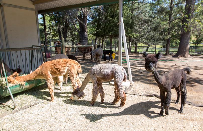 “These animals are very calming,” says Russell Ratti, who owns Heart and Soul with his wife Karen. “I’ve been working with them for 13 years, and just to be around them is calming.” “These animals are very calming,” says Russell Ratti, who owns Heart and Soul with his wife Karen. “I’ve been working with them for 13 years, and just to be around them is calming.”