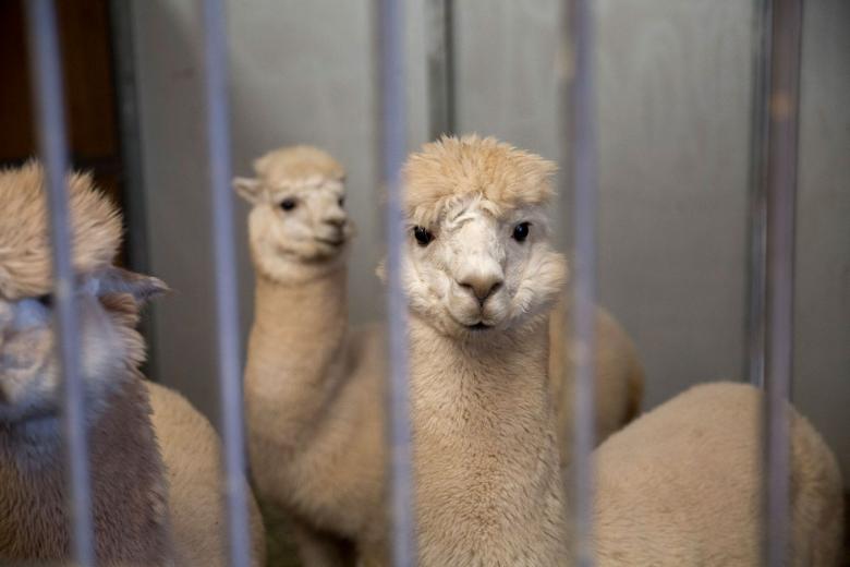 Together, the Heart and Soul Alpacas and Spinnery team can handle everything from shearing the animals to processing the fleece in their own fiber mill. They also mentor new alpaca owners and provide board for those without ranches. Together, the Heart and Soul Alpacas and Spinnery team can handle everything from shearing the animals to processing the fleece in their own fiber mill. They also mentor new alpaca owners and provide board for those without ranches.