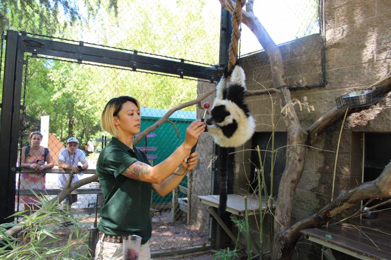 Primate keeper Janine Steele trains black and white ruffed lemurs at the Sacramento Zoo, where she has worked for 14 years.