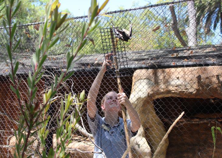 Bird keeper Carolyn Volpe does crate training with fruit bats, using a smashed banana in a syringe to entice the bats onto the wand, which she uses to get them into crates. “Nobody else loves the bats like I do,” Volpe says.
Bird keeper Carolyn Volpe does crate training with fruit bats, using a smashed banana in a syringe to entice the bats onto the wand, which she uses to get them into crates. “Nobody else loves the bats like I do,” Volpe says.
