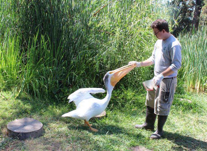 Bird keeper Sebastian Schaad hand feeds fish to Zamboni, an American white pelican. Schaad says birds are the “coolest” animals. “They evolved from dinosaurs and they can fly. There are like 5,400 species of mammals and 10,000 species of birds.” Bird keeper Sebastian Schaad hand feeds fish to Zamboni, an American white pelican. Schaad says birds are the “coolest” animals. “They evolved from dinosaurs and they can fly. There are like 5,400 species of mammals and 10,000 species of birds.”