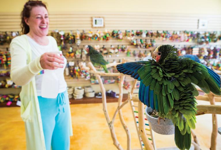 Store co-owner Dana Strome, formerly an emergency room assistant, received her first parrot in the late ’80s and shortly thereafter launched a rescue and rehabilitation organization called The Wing Foundation. Through her efforts, she found homes for more than 800 abandoned parrots. Store co-owner Dana Strome, formerly an emergency room assistant, received her first parrot in the late ’80s and shortly thereafter launched a rescue and rehabilitation organization called The Wing Foundation. Through her efforts, she found homes for more than 800 abandoned parrots.