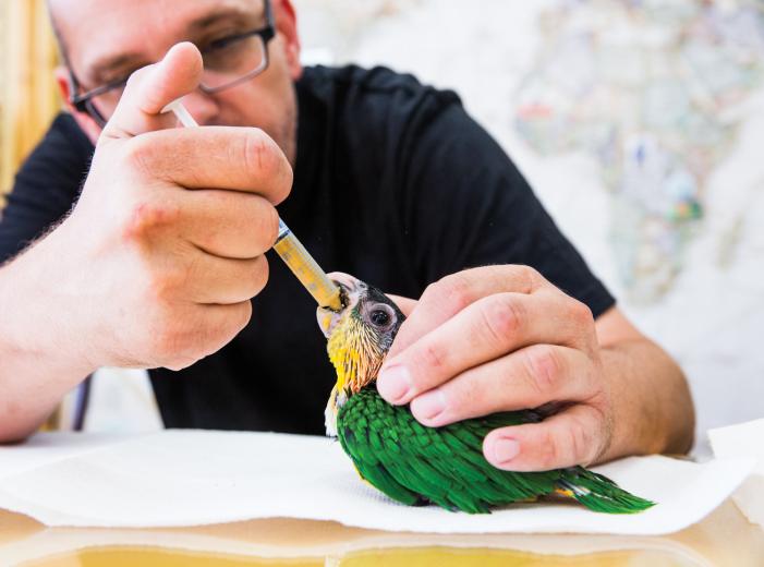 Steven Hildreth has been raising birds for 30 years and has been breeding them for specialty stores for nearly a decade. It’s a labor of love, to be sure, and there are no vacations. Steven Hildreth has been raising birds for 30 years and has been breeding them for specialty stores for nearly a decade. It’s a labor of love, to be sure, and there are no vacations.