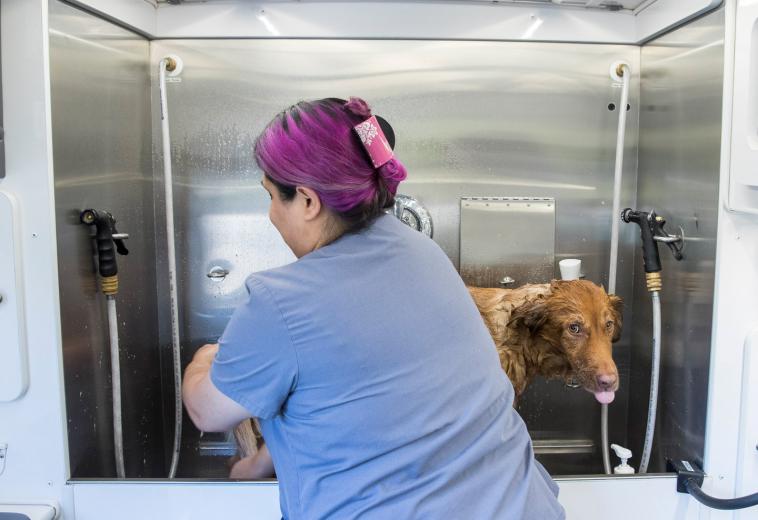 “I went to the mobile conversion kicking and screaming, but now I love it and I wish I would have done it for my clients years ago,” Dana says, noting how an animal’s anxiety greatly drops when grooming occurs in the comfort of their own environment.