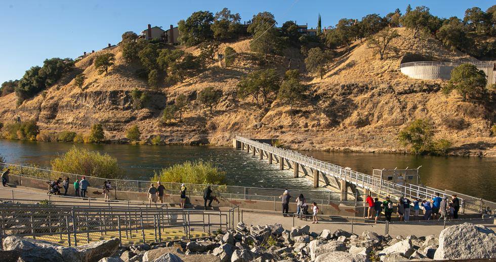 Visitors view the Nimbus Fish Hatchery ladder activities near the American River. (Photo by Steve Martarano)