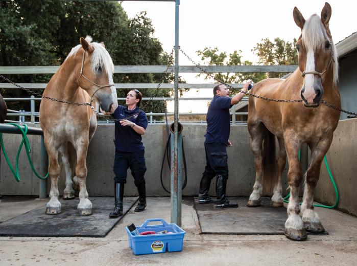 Horses are expensive to care for, so their price combined with a lack of knowledge on the part of police departments means more and more mounted units are being shuttered. Sacramento has one of the few mounted CHP units left in the state. Horses are expensive to care for, so their price combined with a lack of knowledge on the part of police departments means more and more mounted units are being shuttered. Sacramento has one of the few mounted CHP units left in the state.