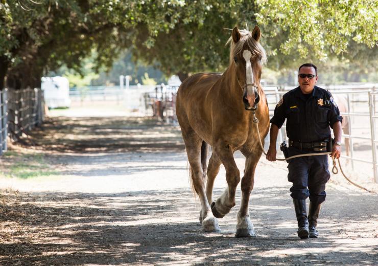 “There is really a lack of understanding as to what these horses are capable of,” says California Highway Patrol Officer Jeff Lane. “There is really a lack of understanding as to what these horses are capable of,” says California Highway Patrol Officer Jeff Lane.