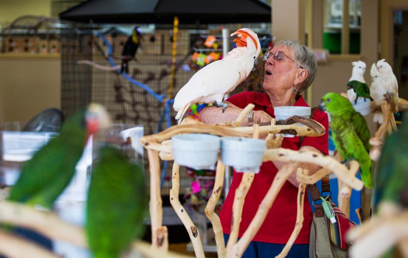 Opening a retail store was the next natural step, she says. She envisioned a place that would sell exotic birds “properly and responsibly to combat abandonment and poor care.” Parrot Planet offers basic vet care classes from an avian veterinarian, boarding, resources and supplies, including 3-pound bags of walnuts. Opening a retail store was the next natural step, she says. She envisioned a place that would sell exotic birds “properly and responsibly to combat abandonment and poor care.” Parrot Planet offers basic vet care classes from an avian veterinarian, boarding, resources and supplies, including 3-pound bags of walnuts.