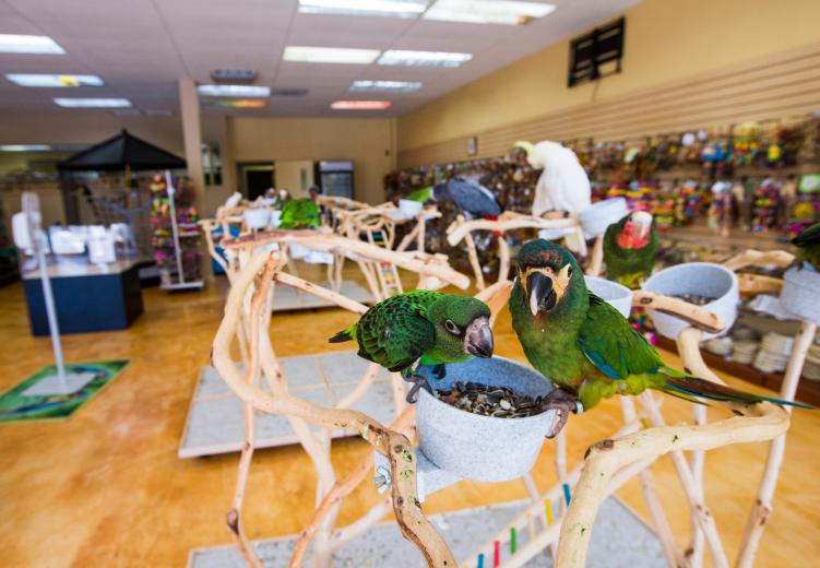 The shop, a hands-on avifauna paradise at 48th and J streets, is the realization of a decades-long dream. The shop, a hands-on avifauna paradise at 48th and J streets, is the realization of a decades-long dream.
