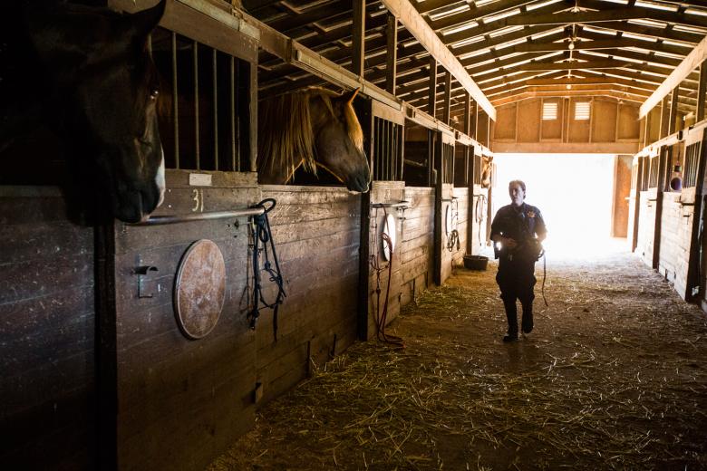 “What separates us from an officer in a car or on a bike is that we can move crowds,” says Dillon. In fact, four to six draft horses can clear hundreds of people off the Capitol lawns in mere minutes. “What separates us from an officer in a car or on a bike is that we can move crowds,” says Dillon. In fact, four to six draft horses can clear hundreds of people off the Capitol lawns in mere minutes.
