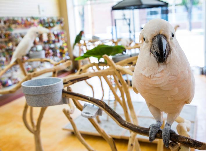 Hildreth raises all manner of parrots, but the breeds most commonly purchased at specialty stores like Parrot Planet in East Sacramento, which he co-owns, are the rose-breasted cockatoo and the African grey. Those birds sell for roughly $1,000, but very rare parrots can fetch upward of $20,000. Hildreth raises all manner of parrots, but the breeds most commonly purchased at specialty stores like Parrot Planet in East Sacramento, which he co-owns, are the rose-breasted cockatoo and the African grey. Those birds sell for roughly $1,000, but very rare parrots can fetch upward of $20,000.