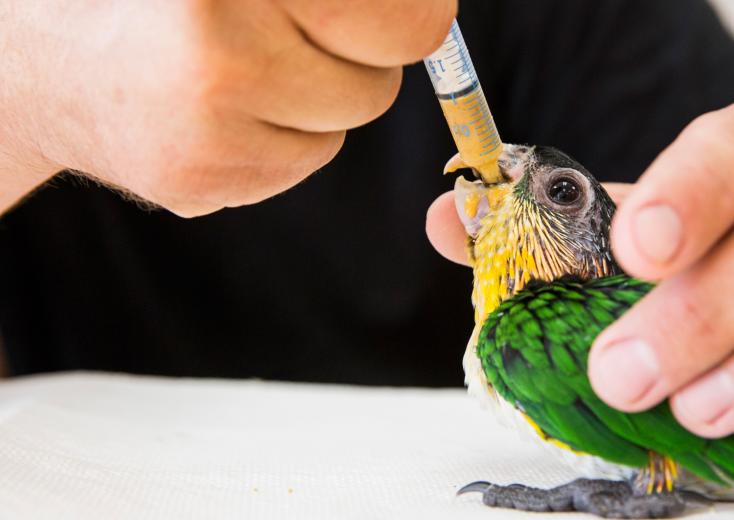 Self-taught in animal husbandry, Hildreth raises and breeds parrots on his large bird farm in Fair Oaks. “Most birds are weaned in 90 days, but some take nine months,” he says, and when the chicks are young and hatching, he’s up for feedings as frequently as any parent. Self-taught in animal husbandry, Hildreth raises and breeds parrots on his large bird farm in Fair Oaks. “Most birds are weaned in 90 days, but some take nine months,” he says, and when the chicks are young and hatching, he’s up for feedings as frequently as any parent.