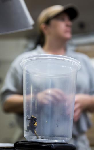 Kate Gore was managing a drug store and attending Sacramento State when she began volunteering at the Sacramento Zoo more than eight years ago. On her free time she would help wash out animal enclosures, hose down walkways and keep things generally tidy. Plus, she got lots of behind-the-scenes exposure. “Anyone over 18 can apply to volunteer; anyone willing to get down and dirty,” she says. Kate Gore was managing a drug store and attending Sacramento State when she began volunteering at the Sacramento Zoo more than eight years ago. On her free time she would help wash out animal enclosures, hose down walkways and keep things generally tidy. Plus, she got lots of behind-the-scenes exposure. “Anyone over 18 can apply to volunteer; anyone willing to get down and dirty,” she says.