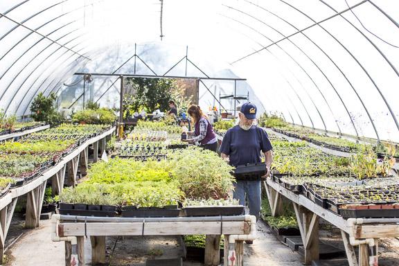 While Rose Loveall oversees the plants at Morningsun Herb Farm, her husband Dan Sale handles maintenance and business operations. When the duo opened their nursery 20 years ago, they started with just one small greenhouse and two hoop houses. While Rose Loveall oversees the plants at Morningsun Herb Farm, her husband Dan Sale handles maintenance and business operations. When the duo opened their nursery 20 years ago, they started with just one small greenhouse and two hoop houses.