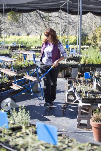 Morningsun Herb Farm sells more than 40 varieties of ornamental salvia, over 25 different kinds of lavenders and 18 types of basil — just to name a few.
Morningsun Herb Farm sells more than 40 varieties of ornamental salvia, over 25 different kinds of lavenders and 18 types of basil — just to name a few.