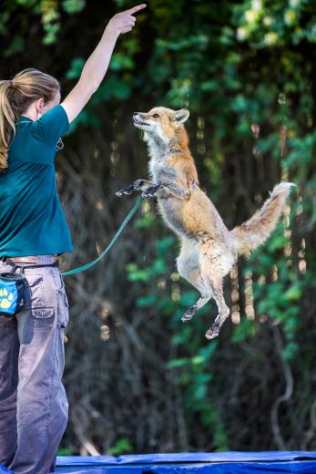 Sylar the red fox needs constant stimulus and enrichment, so he has his own trainer, wildlifekeeper Teal Burger. Burger, who started her career as a seasonal park employee, also oversees giraffes, reptiles and birds, though these days she works almost exclusively with her cunning little fox.
Sylar the red fox needs constant stimulus and enrichment, so he has his own trainer, wildlifekeeper Teal Burger. Burger, who started her career as a seasonal park employee, also oversees giraffes, reptiles and birds, though these days she works almost exclusively with her cunning little fox.