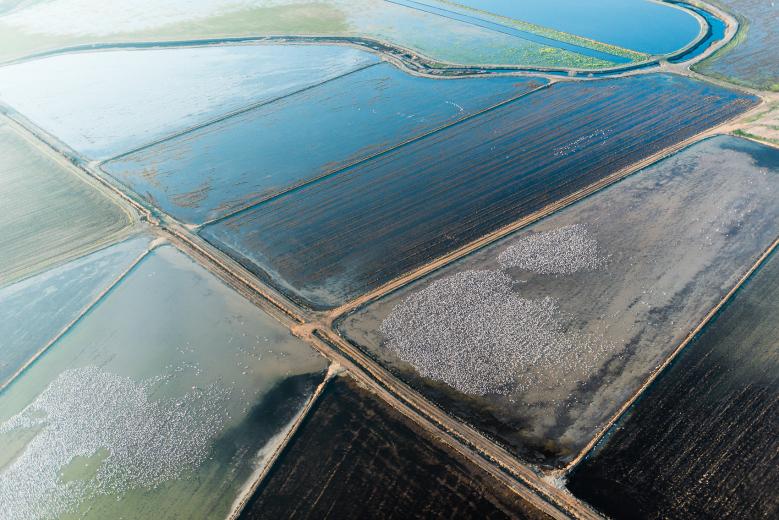 Aerial view of Snow geese in the Sacramento Valley, a stop in their migratory journey
(photo: Drew Kelley for The Nature Conservancy) Aerial view of Snow geese in the Sacramento Valley, a stop in their migratory journey
(photo: Drew Kelley for The Nature Conservancy)