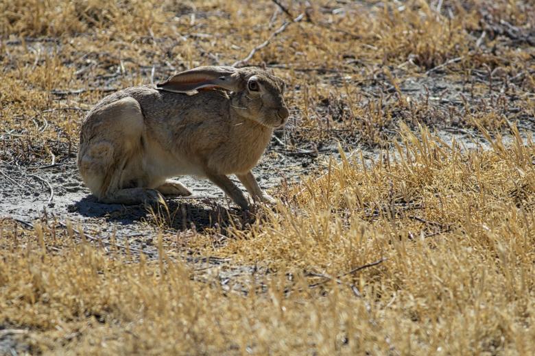 Ribarian brush rabbit in the San Luis Wildlife Refuge Complex Ribarian brush rabbit in the San Luis Wildlife Refuge Complex