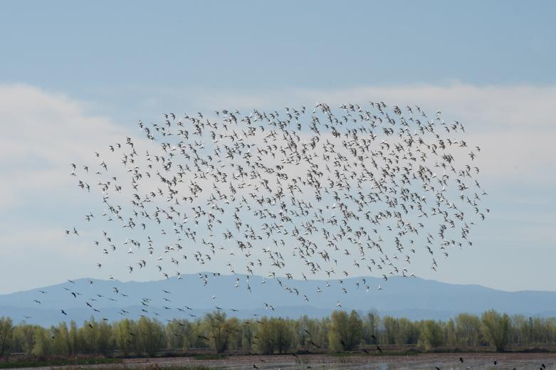 A flock of Dunlin fly over “pop up” habitats in the Sacramento Valley

(photo: Drew Kelley for The Nature Conservancy)