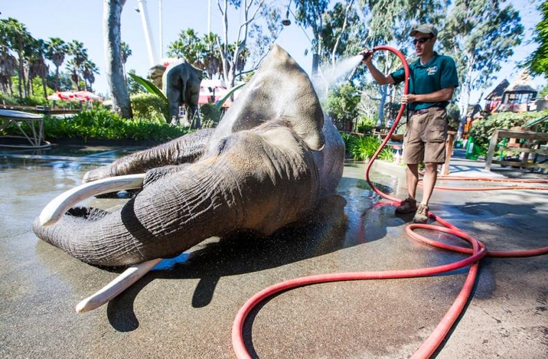 "The first year you're just scooping poop," says Patrick Abtey, an assistant elephant trainer who graduated with a B.S. in animal science from UC Davis. "Then you're learning animal husbandry, feeding the animal, bathing the animal. Her bath is like a spa treatment; we like to exfoliate." "The first year you're just scooping poop," says Patrick Abtey, an assistant elephant trainer who graduated with a B.S. in animal science from UC Davis. "Then you're learning animal husbandry, feeding the animal, bathing the animal. Her bath is like a spa treatment; we like to exfoliate."