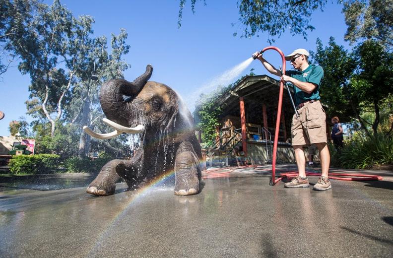 Valerie the African elephant is one of four pachyderms living at Six Flags Discovery Kingdom in Vallejo.