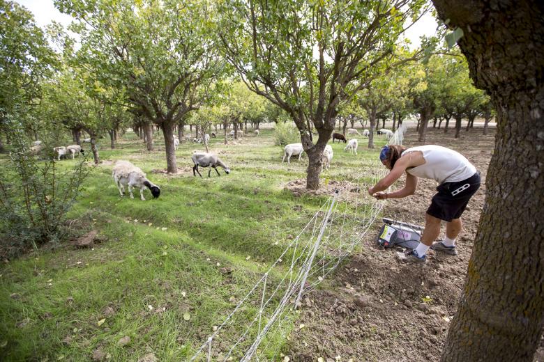 Shepherd’s electric fence is powered by a solar panel and car battery, and his herd’s regular movement conserves energy and environmental resources. He also has 500 chickens that work as fertilizers and seven pigs he employs as “really cute garbage disposals.” Shepherd’s electric fence is powered by a solar panel and car battery, and his herd’s regular movement conserves energy and environmental resources. He also has 500 chickens that work as fertilizers and seven pigs he employs as “really cute garbage disposals.”