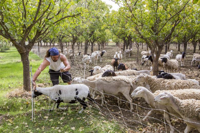“I make the distinction of being a shepherd because I am not separate from my flock,” he says. “We are one, both needing each other. I show them the respect they need, care for and ultimately love them.” “I make the distinction of being a shepherd because I am not separate from my flock,” he says. “We are one, both needing each other. I show them the respect they need, care for and ultimately love them.”