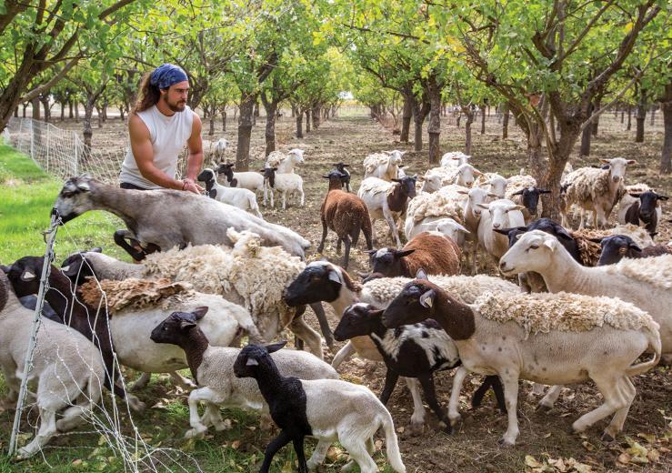 Jeremy Shepherd (the name came before the job) has been tending to his growing flock since 2009. He sells mutton to local markets but also works his herds as mobile mowers with local farmers in Yolo County. 