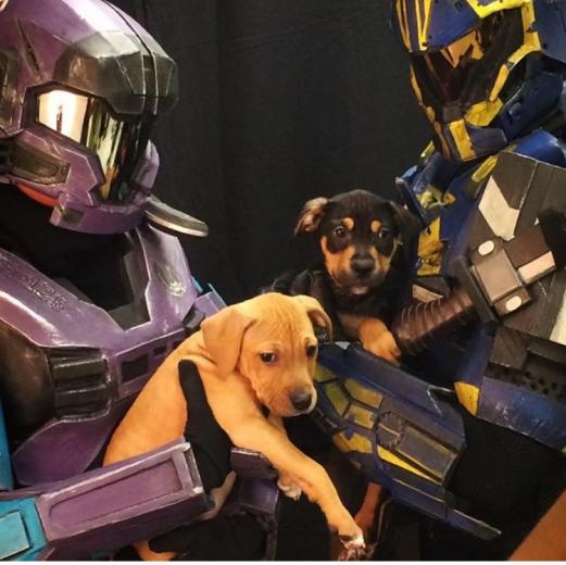 Finalist @jadefoxcosplay geeking out with adorable pups Finalist @jadefoxcosplay geeking out with adorable pups