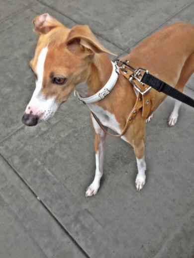 Frequent sighting in Little Italy: little Italian Greyhounds of course! Frequent sighting in Little Italy: little Italian Greyhounds of course!