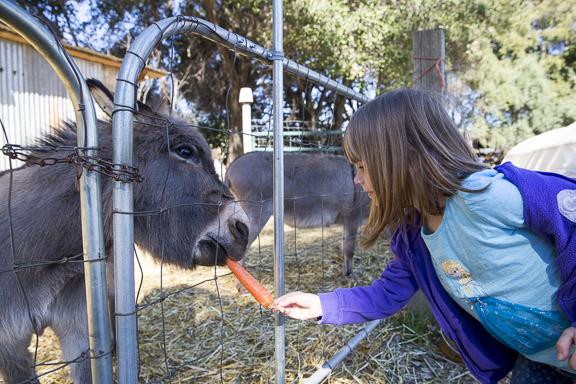 The Morningsun team includes two staffers during the winter and nine during the spring and summer. Loveall and Sale also have three donkeys, the nursery’s “ambassadors,” with hefty appetites that help speed up the composting process. The Morningsun team includes two staffers during the winter and nine during the spring and summer. Loveall and Sale also have three donkeys, the nursery’s “ambassadors,” with hefty appetites that help speed up the composting process.