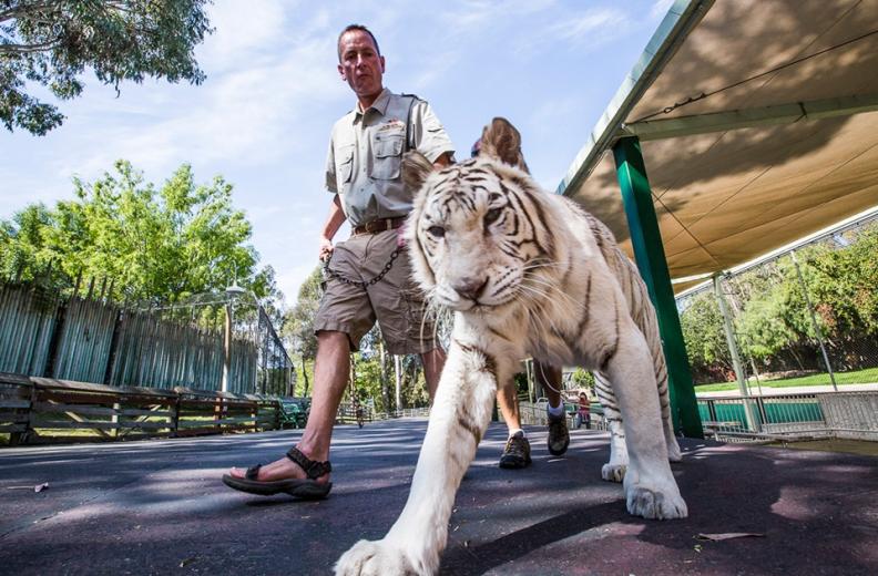 "Captain" Lee Munro was a fraud investigator for Nordstrom before doing a career about-face and taking a job as a diver cleaning dolphin pools at Six Flags Discovery Kingdom in Vallejo.
"Captain" Lee Munro was a fraud investigator for Nordstrom before doing a career about-face and taking a job as a diver cleaning dolphin pools at Six Flags Discovery Kingdom in Vallejo.