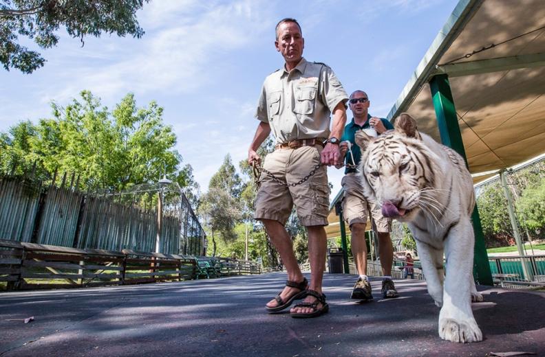 That was 20 years ago, and he has moved from dolphin show host to elephant and primate trainer to veterinary technician.
That was 20 years ago, and he has moved from dolphin show host to elephant and primate trainer to veterinary technician.