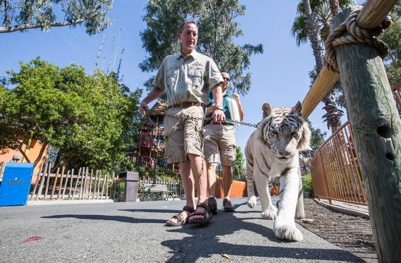 Now, as a wildlife trainer, his typical day is spent caring for and often walking the park's elderly Bengal tiger, Kashmir.
Now, as a wildlife trainer, his typical day is spent caring for and often walking the park's elderly Bengal tiger, Kashmir.