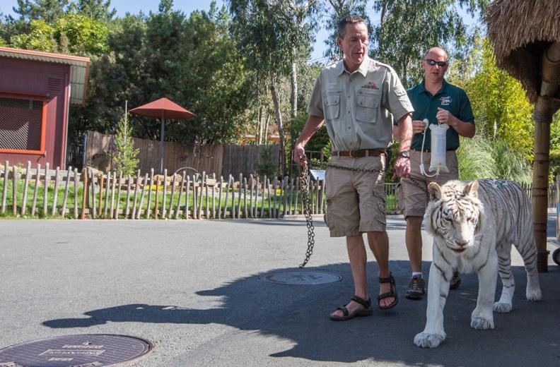 Additionally, the old girl's kidneys don't flush as well as they once did, so Kashmir's trainers use her walking time as an opportunity to administer an IV of subcutaneous fluids.
Additionally, the old girl's kidneys don't flush as well as they once did, so Kashmir's trainers use her walking time as an opportunity to administer an IV of subcutaneous fluids.
