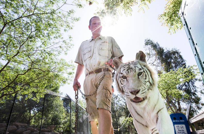 The 21-year-old cat takes daily strolls, which help to maintain her activity levels and to keep her from losing too much muscle mass.
The 21-year-old cat takes daily strolls, which help to maintain her activity levels and to keep her from losing too much muscle mass.