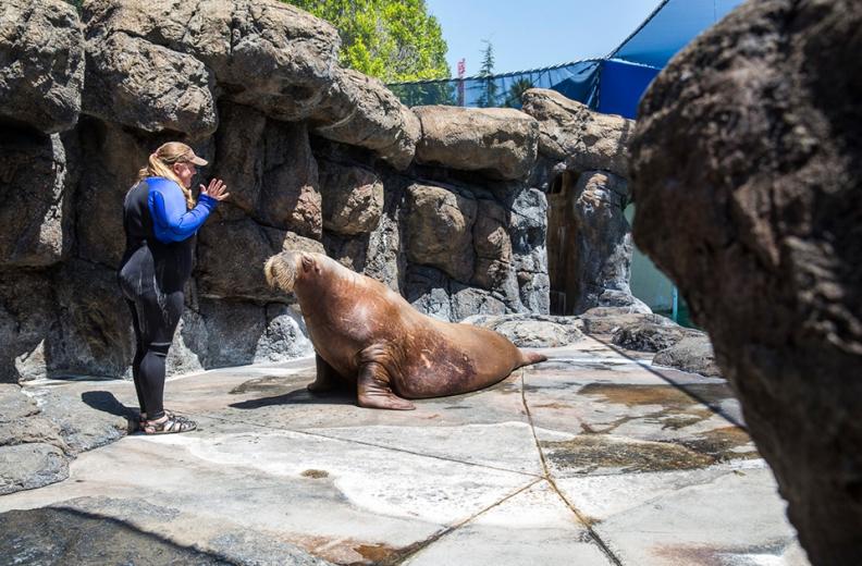 Marine Mammal Senior Trainer Abby Warner during a training session with Siku, one of the three walruses that live at Six Flags Discovery Kingdom.
Marine Mammal Senior Trainer Abby Warner during a training session with Siku, one of the three walruses that live at Six Flags Discovery Kingdom.