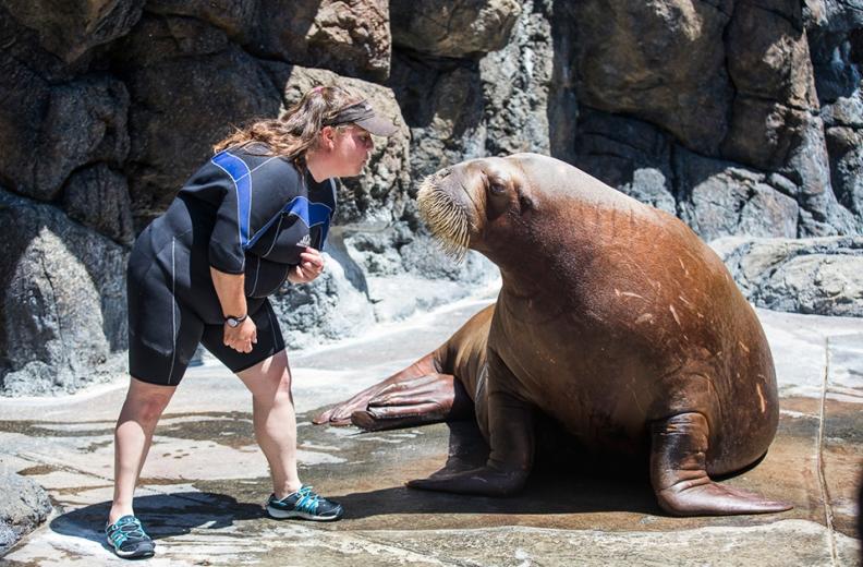 They sleep piled on top and against one another in a mound, though each one has his or her own specific spot (Siku takes an edge slot next to the wall).
They sleep piled on top and against one another in a mound, though each one has his or her own specific spot (Siku takes an edge slot next to the wall).