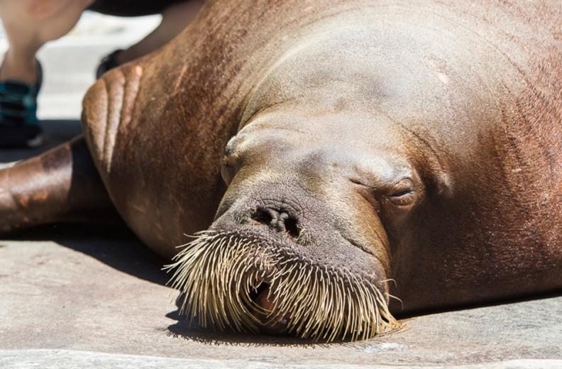 They sleep piled on top and against one another in a mound, though each one has his or her own specific spot (Siku takes an edge slot next to the wall).
They sleep piled on top and against one another in a mound, though each one has his or her own specific spot (Siku takes an edge slot next to the wall).