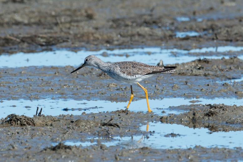 Yellow legs, a migratory shorebird uses “pop up” wetlands in Sacramento Valley
(photo: Drew Kelley for The Nature Conservancy) Yellow legs, a migratory shorebird uses “pop up” wetlands in Sacramento Valley
(photo: Drew Kelley for The Nature Conservancy)