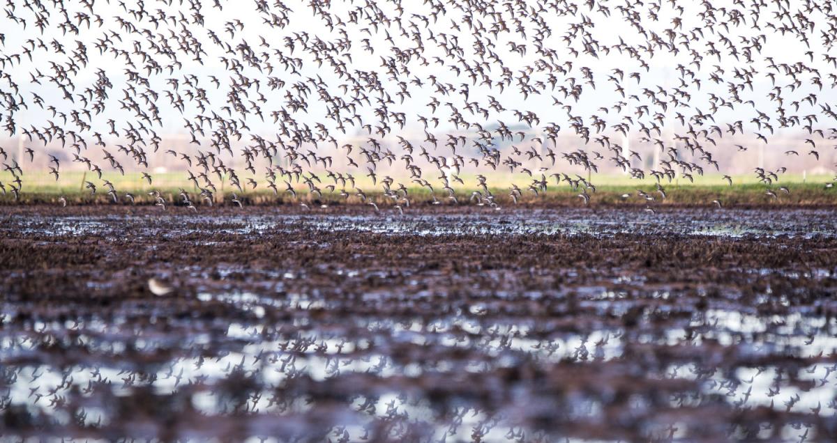 Swans, Geese and Ducks — Sacramento Audubon Society