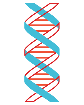 5.) UC Davis scientists, using stem cell gene therapy, will add four genes to the patient’s bone marrow stem cells. Three of those genes will combine to make the cell HIV resistant. The fourth is a benign marker that makes it possible to sort the modified cells from those that did not receive the extra genes.